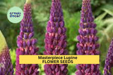 25+ Masterpiece Lupine Seeds – Purple & Red Bi-Color Spikes for Garden Planting, Pollinator-Friendly Perennial Blooms – USA
