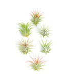 Set of six air plants on a white background