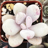 Close-up of a Pink Moonstone Pachyphytumplant with pinkish-white leaves in a pot.