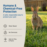 Rabbit in a grassy yard with humane and chemical-free protection text and graphics.