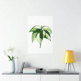 Philodendron Cream Splash Botanical Print – Unframed Wall Art