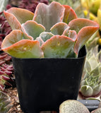 Echeveria 'Domingo'  plant with pinkish-green leaves in a garden setting