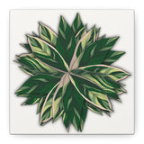 Stromanthe Triostar Canvas Print – Botanical Wall Art