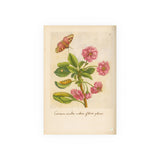 Cerasa acida rubra flore pleno (Double-Flowering Red Sour Cherry) with Butterfly – Colorized Reproduction from Erucarum Ortus (1717) – GoGardenNow Exclusive