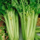Bundles of Tall Utah Celery Seeds (Organic) on a stone surface with a wooden background