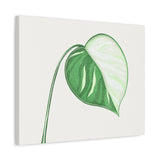 Monstera Albo Canvas Print – Botanical Wall Art
