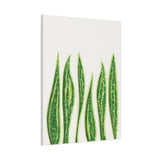 Snake Plant Canvas Print – Botanical Wall Art