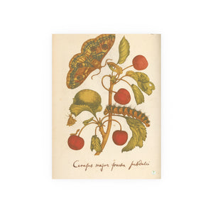 Cerasus Major with Moth and Caterpillar, Colorized Botanical Engraving