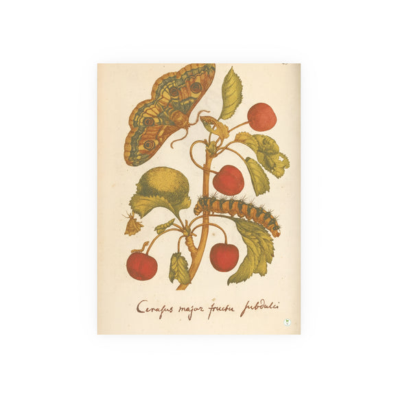 Cerasus Major with Moth and Caterpillar, Colorized Botanical Engraving