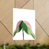 Pink Princess Philodendron Botanical Print – Unframed Wall Art