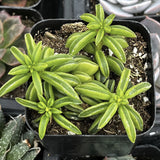 Small Peperomia axillarisplant in a black pot with other plants in the background