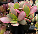 Close-up of Crassula platyphylla Pink Jade with pink and green leaves in a pot.