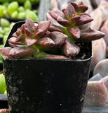 Red Echeveria compressicaulis plant in a black pot with blurred background