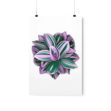 Tradescantia Nanouk Botanical Print – Unframed Wall Art