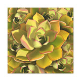 Noble Aeonium Succulent Pattern Canvas Print – Botanical Wall Art