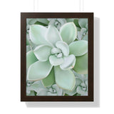 Pachyveria Haagei Succulent Pattern Framed Print – Botanical Wall Art