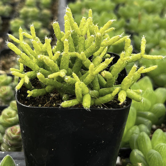 Rhipsalis cereusculaplant with green leaves in a black pot.