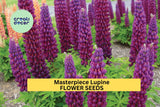 25+ Masterpiece Lupine Seeds – Purple & Red Bi-Color Spikes for Garden Planting, Pollinator-Friendly Perennial Blooms – USA