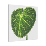 Philodendron Gloriosum Canvas Print – Botanical Wall Art