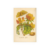 Cotonea Flos Blossoming Flower with Caterpillar and Cocoon  from Erucarum ortus