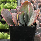  Variegated Flapjack (Kalanchoe luciae 'Variegata')  with pink and green leaves in a black pot.