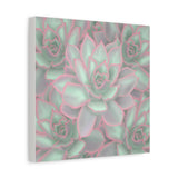 Echeveria Violet Queen Succulent Pattern Canvas Print – Botanical Wall Art
