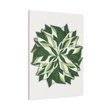 Calathea White Fusion Canvas Print – Botanical Wall Art
