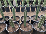 Row of potted Mexican Fence Post Cacti in black pots on a wooden surface