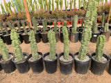 Row of potted Totem Pole 'Major' cacti in a greenhouse setting