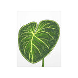 Philodendron Gloriosum Botanical Print – Unframed Wall Art