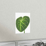 Philodendron Gloriosum Botanical Print – Unframed Wall Art