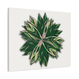 Stromanthe Triostar Canvas Print – Botanical Wall Art