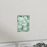 Pachyveria Haagei Succulent Pattern Botanical Print – Unframed Wall Art