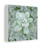 Pachyveria Haagei Succulent Pattern Canvas Print – Botanical Wall Art