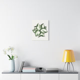 Manjula Pothos Canvas Print – Botanical Wall Art