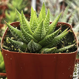 Haworthiopsis fasciata in a red pot with blurred background