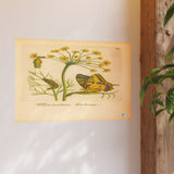 Foeniculum Hortense with Swallowtail Metamorphosis, Botanical Illustration Colorized Reproduction