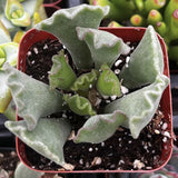 Adromischus cristatus in a red pot with a blurred background