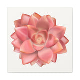 Graptosedum California Sunset Succulent Canvas Print – Botanical Wall Art