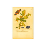 Flos prunus Damascena (Flowering Damson Plum) with Butterfly, Colorized Reproduction from Erucarum Ortus (1717), GoGardenNow Exclusive