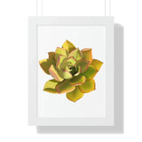 Noble Aeonium Succulent Framed Print – Botanical Wall Art