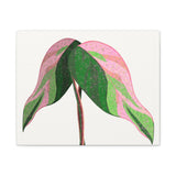 Pink Princess Philodendron Canvas Print – Botanical Wall Art