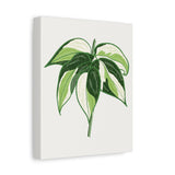 Philodendron Cream Splash Canvas Print – Botanical Wall Art