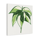 Philodendron Cream Splash Canvas Print – Botanical Wall Art