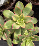 Close-up of Aeonium 'Kiwi'  with green and red edges