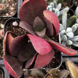 Close-up of Crassula 'Pondo Cliff' plant with red and green leaves.