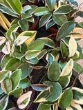 Hoya Tricolor 'Krimson Queen'