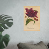 Tulipa Purpurea with Insects Colorized Reproduction from Erucarum Ortus (1717)