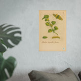 Hedera teneriffis florens – colorized ivy with moth life cycle (GoGardenNow exclusive)