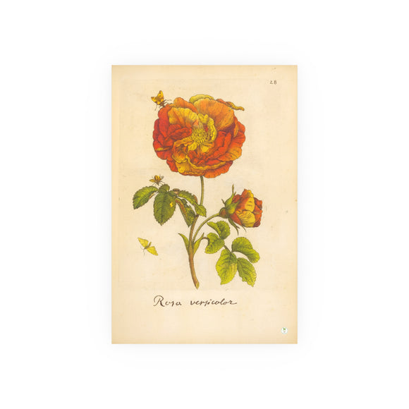 Rosa versicolor, Colorized Variegated Rose Engraving